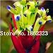 foto Pinkdose 100 Pz Rare Bromeliad Vegetable Seeds e Frutta Giardino Piante succulente Mini Cactus Pots Crescita Naturale per la casa Giardino delle Piante: 19 nuovo bestseller 2024-2023