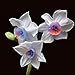 foto Ncient 100 Semi Sementi Narciso Daffodil 11 Colori Semi di Fiori Rari Profumati per Orto Giardino Balcone Interni ed Esterni nuovo bestseller 2024-2023