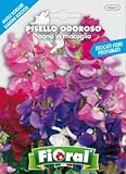 Sementi da fiore di qualità in bustina per uso amatoriale (PISELLO ODOROSO NANO IN MISCUGLIO) foto, bestseller 2024-2023 nuovo, miglior prezzo  recensione