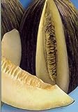 PlenTree 5G / 20 Semi di Melone Tendral foto, bestseller 2024-2023 nuovo, miglior prezzo  recensione
