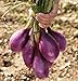 foto 500 semi lunghi rossi di Tropea Cipolla Seed/Rossa Lunga di Tropea (110 giorni) a impollinazione nuovo bestseller 2024-2023