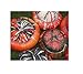 foto 20x Zucca Turco Tappo Grande Früchte- Patisson Seme Verdure K440 nuovo bestseller 2024-2023