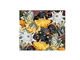 10 x Zucca Shenot Crown Of Spine Patisson Seme Verdure KS510 foto, bestseller 2024-2023 nuovo, miglior prezzo EUR 9,66 recensione