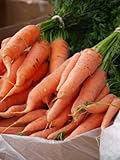 Carote giganti, uniche e gustose, circa 50 semi, ad alto contenuto di carotene, un’esplosione di vitamine foto, bestseller 2024-2023 nuovo, miglior prezzo EUR 2,49 recensione