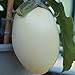 Foto 10 Samen White Egg Aubergine – eiförmige, weiße Früchte neu Bestseller 2022-2021