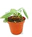 foto PIANTE GRASSE VERE Sinningia Leucotricha Esemplare da Collezione Produzione Viggianocactus nuovo bestseller 2024-2023