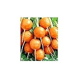 Shoopy Star Turno di carota Pariser Markt 4 - Daucus carota - 2550 semi foto, bestseller 2024-2023 nuovo, miglior prezzo  recensione