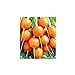 foto Shoopy Star Turno di carota Pariser Markt 4 - Daucus carota - 2550 semi nuovo bestseller 2024-2023