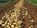 foto Bloom Green Co. 100pcs Giant & amp; I semi di patate viola anti-rughe Nutrizione verde vegetale per il giardino domestico di semina di piante di patate giardino rare: 4 nuovo bestseller 2024-2023