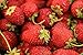 Foto Erdbeere -Four Seasons- Packung- 20 Samen (Trägt vom Frühjahr bis zum Herbst) neu Bestseller 2022-2021