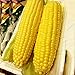 foto Auntwhale Super Sweet Corn Seeds 50G Installato nuovo bestseller 2024-2023