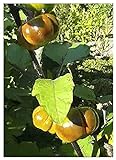 TROPICA - Melanzana rossa (Solanum aethiopicum) - 10 Semi- Africa foto, bestseller 2024-2023 nuovo, miglior prezzo EUR 3,50 recensione