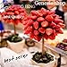 foto Portal Cool Cioccolato: Semi di fragola piante d'Albero e rari Home giardino Bonsai di frutta 100Pcs nuovo bestseller 2024-2023