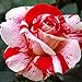 Foto Soteer 100 Blumensamen Edelrose Rosensamen Regenbogen Rose Bunte Blumen Samen Bonsai für Ihr Garten Balkon Lange Blütezeit winterhart neu Bestseller 2022-2021
