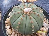 Astrophytum Asterias Nudun dollaro di sabbia cactus raro fiore di cactus di semi 30 semi foto, bestseller 2024-2023 nuovo, miglior prezzo EUR 10,99 recensione
