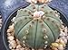 foto Astrophytum Asterias Nudun dollaro di sabbia cactus raro fiore di cactus di semi 30 semi nuovo bestseller 2024-2023