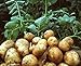 foto Pinkdose Rare semi Gaint patate non-OGM semi di frutta verdura Nutrizione verde cibo impianto esterno un regalo per giardino di casa 100 pc/bag: 4 nuovo bestseller 2024-2023