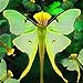 Foto Wekold Phalaenopsis Orchidee Samen - 100 Samen Bonsai Seltene Orchidee Blumensamen Indoor Garten neu Bestseller 2022-2021