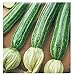 foto 40 C.ca Semi Zucchino San Pasquale - Cucurbita Pepo In Confezione Originale Prodotto in Italia - Zucchine nuovo bestseller 2024-2023