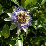 I semi di fiore della passione blu - Passiflora caerulea foto, bestseller 2024-2023 nuovo, miglior prezzo EUR 3,44 recensione