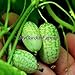 foto Di vendita caldo 20pcs / lot Bonsai Mini Anguria Pepquino Semi di frutta fai da te il giardino domestico nuovo bestseller 2024-2023