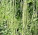 foto 10PCS cinese lungo fagioli Vigna unguiculata Semi lungo Fagiolo dall'occhio del serpente di fagioli biologici Piante semi commestibili Orto nuovo bestseller 2024-2023