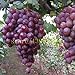 foto Pinkdose 50 pezzi semi d'uva cinesi semi d'uva di frutta a basso costo molto dolce facile crescere i semi della frutta per la semina giardino di casa nuovo bestseller 2024-2023