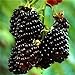 foto Nuovo Rosso Nero Giallo Lamponi Semi cespuglio di frutta Berry Rubus giardino 20pcs nuovo bestseller 2024-2023