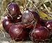 foto 100 semi di cipolla Cipolle giganti Eksibishen Organic russo Heirloom semi di verdure per giardino di casa 3 nuovo bestseller 2024-2023