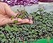 foto Microgreens - Cavolo rosso - foglie giovani dal gusto eccezionale - semi nuovo bestseller 2024-2023