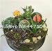 foto Pinkdose 100 Pz/Borsa Arcobaleno Mini Cactus Bonsai Piante grasse Rare Fioritura Interna Cactus Pianta Ornamenti da Giardino perenni Semillas De Flor: 13 nuovo bestseller 2024-2023