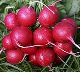 Plantree Crimson Giant: 200+ Nuovi Semi di ravanello Non OGM - Champion Cherry Belle Crimson Giant Scarlet Globe foto, bestseller 2024-2023 nuovo, miglior prezzo  recensione