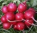 foto Plantree Crimson Giant: 200+ Nuovi Semi di ravanello Non OGM - Champion Cherry Belle Crimson Giant Scarlet Globe nuovo bestseller 2024-2023