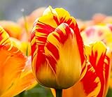 Semi 200pc olandese Cavolo tulipano. Aroma Tulip Plant (non è tulipano lampadine-lampadine trasporto deperibili) Advanced Seeds Bonsai Fiore foto, bestseller 2024-2023 nuovo, miglior prezzo EUR 16,09 recensione