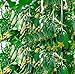foto SEMI PLAT firm-100pcs Giappone semi di cetriolo mini frutta inorganico, semi di ortaggi, sapore di buona qualitÃ  della famiglia pianta da giardino di consegna nuovo bestseller 2024-2023