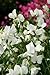 foto Fiore - Pisello Odoroso - Mammuth Bianco - 60 Semi nuovo bestseller 2024-2023