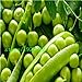 foto Pinkdose semina il trasporto libero pisello dolce, semi di pisello, semi vegetali resistenti - 10 particelle Seed: Bianco nuovo bestseller 2024-2023