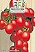 foto 520 C.ca Semi Pomodoro A Grappoli D'Inverno Sel - Galatino - Solanum Lycopersicum In Confezione Originale Prodotto in Italia - Pomodori nuovo bestseller 2024-2023
