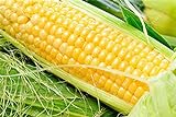 Pinkdose 100% reali 20 gialli semi di mais dolce NO-OGM ortaggio seme per il giardino domestico foto, bestseller 2024-2023 nuovo, miglior prezzo  recensione