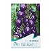 foto Kofun viola pomodoro verdure semi bella e Vivid Flower verdure piantare semi 20 pezzi/1 borsa, Purple Tomato, 1 Bag nuovo bestseller 2024-2023