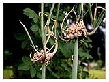 Portal Cool 70 semi egiziano cipolla Allium Cepa viviparum