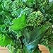 foto Portal Cool 4000 Seeds: Broccolo inizio autunno Raab Rapini 300-4000 Semi Microgreens Cavolo Giardino nuovo bestseller 2024-2023