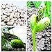 foto Pinkdose 10pcs / bag mini Giappone fagioli semi con parole scherza il regalo bonsai semi magici semplice pianta in vaso DIY casa e giardino ortaggi semi nuovo bestseller 2024-2023