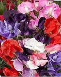 Fiore - Pisello Odoroso - Royal Family Mix - 350 Semi - Confezione Grande foto, bestseller 2024-2023 nuovo, miglior prezzo EUR 4,28 recensione
