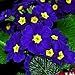 Foto Keland Garten - Nordamerika Duftend Blau Nachtkerze Saatgut Blumensamen Achtuhrsblume(Oenothera biennis) als essbare Salatdekoration, mehrjährig, geeignet für Garten, Terrasse, Balkon neu Bestseller 2022-2021