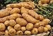 foto Pinkdose 100pcs Giant & amp; I semi di patate viola anti-rughe Nutrizione verde vegetale per il giardino domestico di semina di piante di patate giardino rare: 8 nuovo bestseller 2024-2023