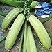 Foto Vistaric 100% wahre Cucurbita Pepo Kürbiskerne Bio Gemüse Zucchini Samen Für Hausgarten Bonsai Einfach Zu Wachsen 10 Samen neu Bestseller 2022-2021