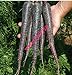 foto Pinkdose 500 pezzi nero carota Semi viola Sun carota Semi Heirloom semi di verdure per le piante giardino di casa nuovo bestseller 2024-2023