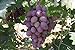 foto Pinkdose Semi d'uva, Arcobaleno anziani Cortile piante, semi delizioso frutto, 100 particelle/bag: 3 nuovo bestseller 2024-2023