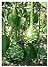foto TROPICA - zucca - gigante (Cucurbita lagenaria) - 15 semi nuovo bestseller 2024-2023